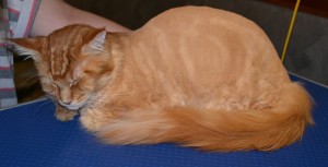 After - Thor is a MaineCoon breed pampered by Kylies Cat Grooming Services all size dogs