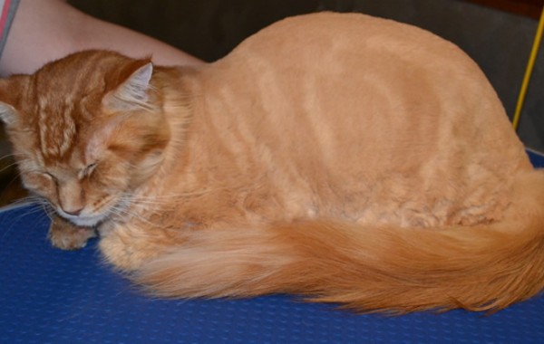 Thor is a MaineCoon breed pampered by Kylies Cat Grooming Services all size dogs