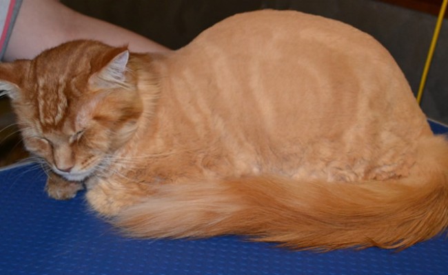 After –  Thor is a MaineCoon breed pampered by Kylies Cat Grooming Services all size dogs
