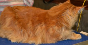 Before - Thor is a MaineCoon breed pampered by Kylies Cat Grooming Services all size dogs