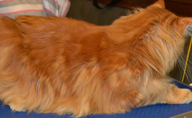 Before – Thor is a MaineCoon breed pampered by Kylies Cat Grooming Services all size dogs