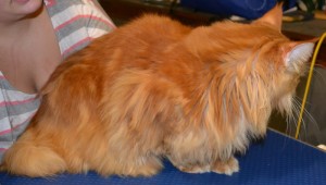 Before - Thor is a MaineCoon breed pampered by Kylies Cat Grooming Services and all size dogs