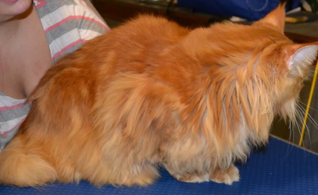 Before –  Thor is a MaineCoon breed pampered by Kylies Cat Grooming Services and all size dogs