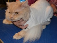 King - Persian breed, pampered by Kylies Cat Grooming Services Also All Size Dogs