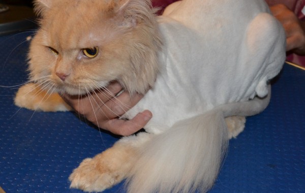 King – Persian breed, pampered by Kylies Cat Grooming Services Also All Size Dogs