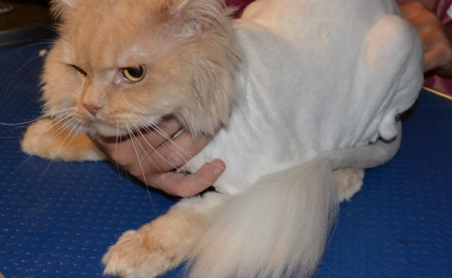 King – Persian breed, pampered by Kylies Cat Grooming Services Also All Size Dogs