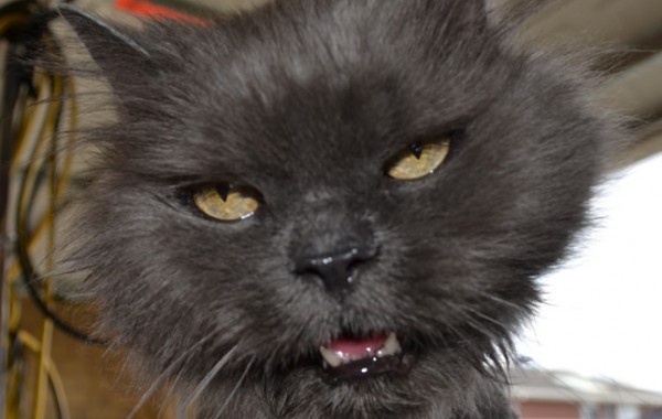 Angel is a 19 year old Persian breed pampered by Kylies Cat Grooming Services also all size dogs!