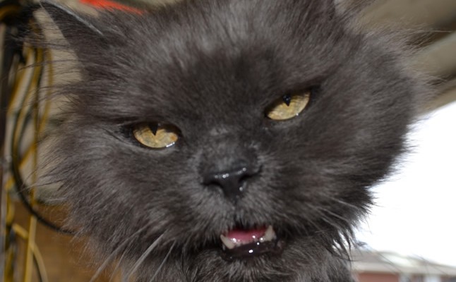 Angel is a 19 year old Persian breed pampered by Kylies Cat Grooming Services also all size dogs!