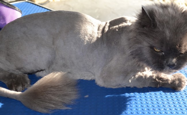 Angel is a 19 year old Persian breed pampered by Kylies Cat Grooming Services also all size dogs!