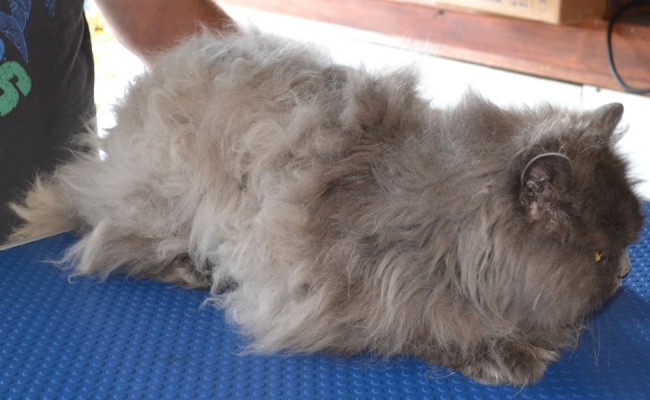 Angel is a 19 year old Persian breed pampered by Kylies Cat Grooming Services also all size dogs!