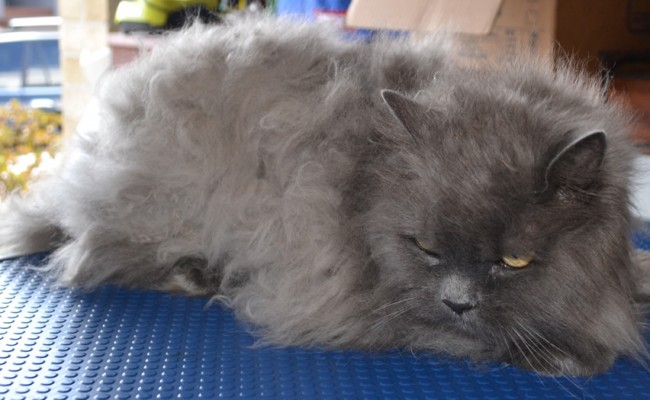 Angel is a 19 year old Persian breed pampered by Kylies Cat Grooming Services also all size dogs!