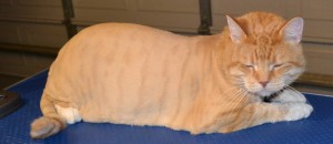 BaoBao is a Domestic Ginger Cat pampered by Kylies Cat Grooming Services and also all size dogs!