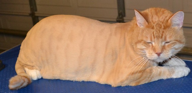 BaoBao is a Domestic Ginger Cat pampered by Kylies Cat Grooming Services and also all size dogs!