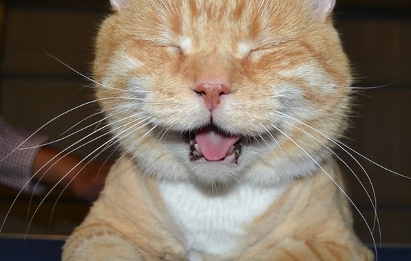 BaoBao is a Domestic Ginger Cat pampered by Kylies Cat Grooming Services also all size dogs!