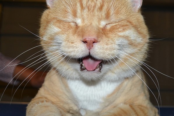 BaoBao is a Domestic Ginger Cat pampered by Kylies Cat Grooming Services and also all size dogs!