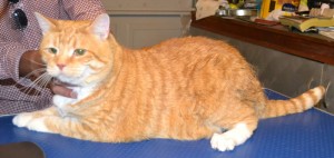 BaoBao is a Domestic Ginger Cat pampered by Kylies Cat Grooming Services and also all size dogs!
