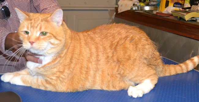 BaoBao is a Domestic Ginger Cat pampered by Kylies Cat Grooming Services and also all size dogs!