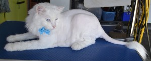 Bear is Turkish Angora cat who is completely deaf, pampered by Kylies Cat Grooming Services and all size dogs!. Such a beautiful cat! looks amazing.