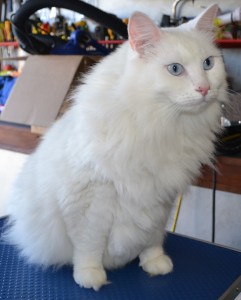 Bear is Turkish Angora cat who is completely deaf, pampered by Kylies Cat Grooming Services and all size dogs!. Such a beautiful cat! looks amazing.