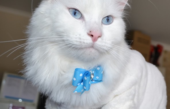 Bear is Turkish Angora cat who is completely deaf, pampered by Kylies Cat Grooming Services all size dogs!. Such a beautiful cat! looks amazing.