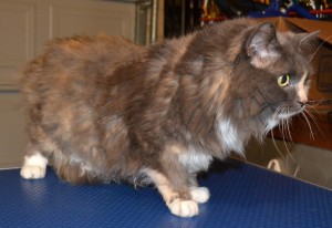 Beatrice is a 14 year old medium length haired moggy pampered by Kylies Cat Grooming Services and all size dogs. Looks a million bucks!
