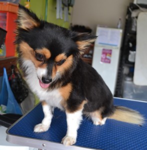 Chanel - (Short hair Chiwawa) pampered by Kylies Cat Grooming Services also all size dogs!.