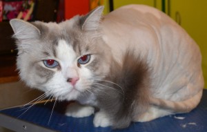 Cody is a ragdoll cat pampered by Kylies Cat Grooming Services also all size dogs. How smooth does he look, thanks Kylie!