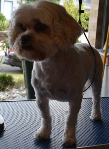 Cooper is a Cavliar cross Shih Tzu pampered by Kylies Cat Grooming Services and also all size dogs