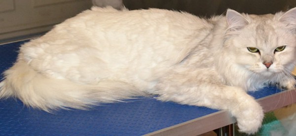 Dusty is a Burmilla breed pampered by Kylies Cat Grooming Services also all size dogs!