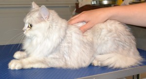 Dusty is a Burmilla breed pampered by Kylies Cat Grooming Services and also all size dogs!