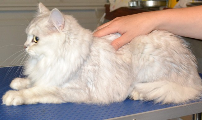 After: Dusty is a Burmilla breed pampered by Kylies Cat Grooming Services and also all size dogs!