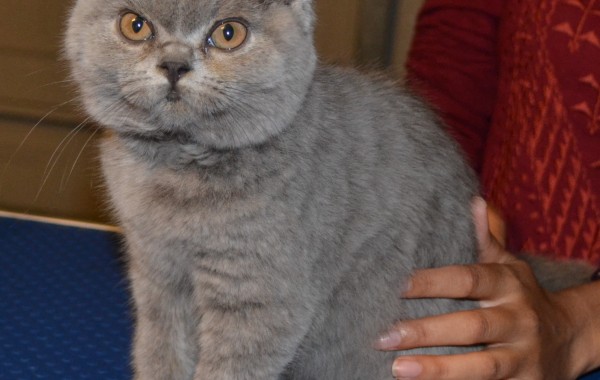 Isis is an absolute cute 3 month old kitten British blue short haired pampered by Kylies Cat Grooming Services and also all size dogs!