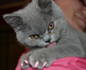 Isis is an absolute cute kitten British blue short haired pampered by Kylies Cat Grooming Services and also all size dogs!