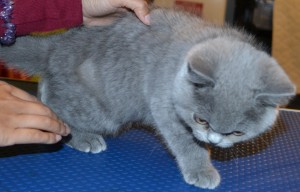 Isis is an absolute cute kitten British blue short haired pampered by Kylies Cat Grooming Services and also all size dogs!