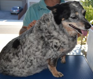 Lucky is a Corgie x Blue Healer pampered by Kylies Cat Grooming Services and all size dogs
