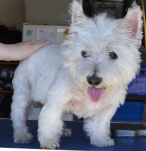 Maggie is a West Highland cross White Terrier pampered by Kylies Cat Grooming Services also all size dogs!.