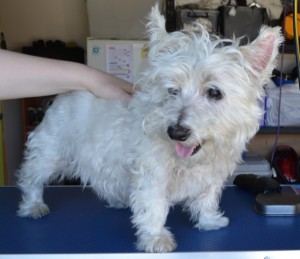 Maggie is a West Highland cross White Terrier pampered by Kylies Cat Grooming Services also all size dogs!.