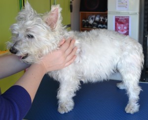 Maggie - Pampered by Kylies Cat Grooming Services and also all size dogs!