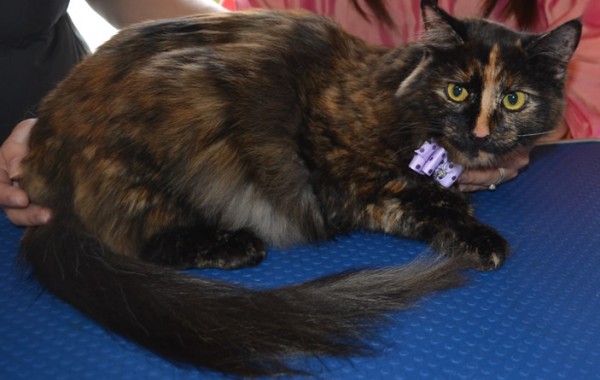 Maron is a medium length haired moggy cat pampered by Kylies Cat Grooming Services and all size dogs!.