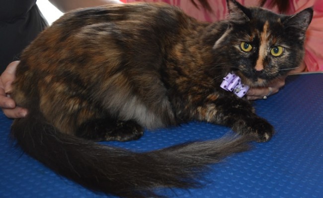 After: Maron is a medium length haired moggy cat pampered by Kylies Cat Grooming Services and all size dogs!.