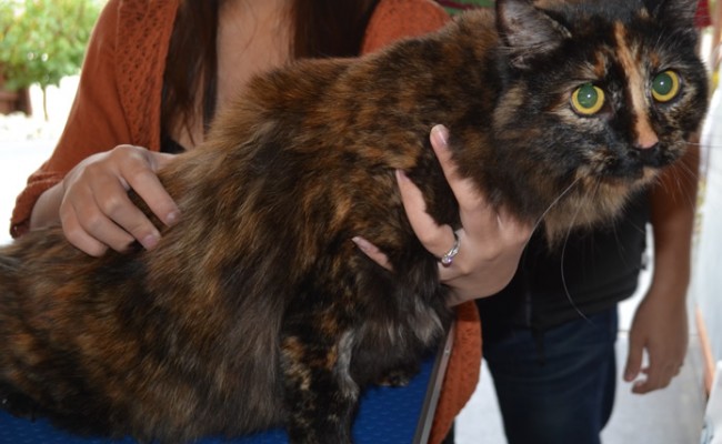 Before: Maron is a medium length haired moggy cat pampered by Kylies Cat Grooming Services and all size dogs!.