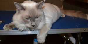 Memphis is a Ragdoll breed, he is wearing Kylies Cat Grooming also all size dogs exclusive softpaws nails, these nails glow in the dark and protect your furniture from being scratched, a must and only available here.