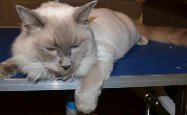 Memphis is a Ragdoll breed, he is wearing Kylies Cat Grooming also all size dogs exclusive softpaws nails, these nails glow in the dark and protect your furniture from being scratched, a must and only available here.