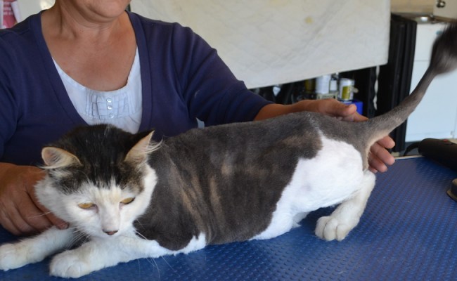 After: Mia is a Domestic Long haired cat pampered by Kylies Cat Grooming Services and also all size dogs!