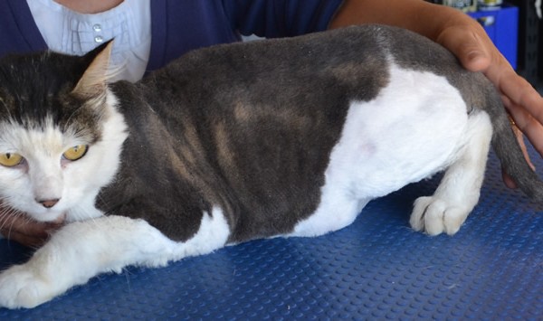 Mia is a Domestic Long haired cat pampered by Kylies Cat Grooming Services and also all size dogs!