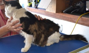 Before: Mia is a Domestic Long haired cat pampered by Kylies Cat Grooming Services and also all size dogs!