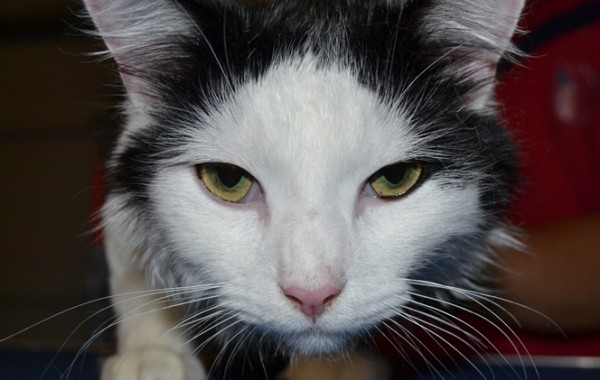 Nathaniel is a long haired moggy cat pampered by Kylies Cat Grooming Services also all size dogs!.