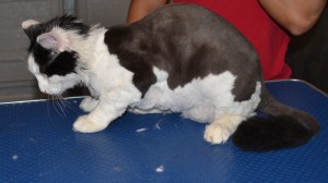 After: Nathaniel is a long haired moggy cat pampered by Kylies Cat Grooming Services also all size dogs!.