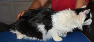 Before: Nathaniel is a long haired moggy cat pampered by Kylies Cat Grooming Services also all size dogs!.