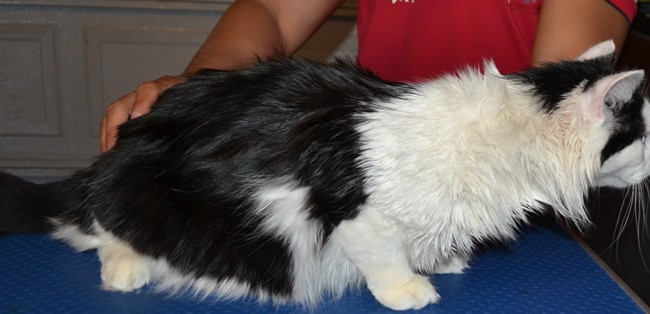 Before: Nathaniel is a long haired moggy cat pampered by Kylies Cat Grooming Services also all size dogs!.